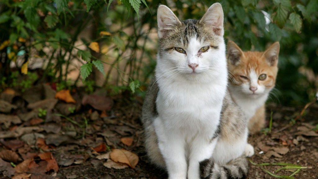 Todos los nombres para gatos